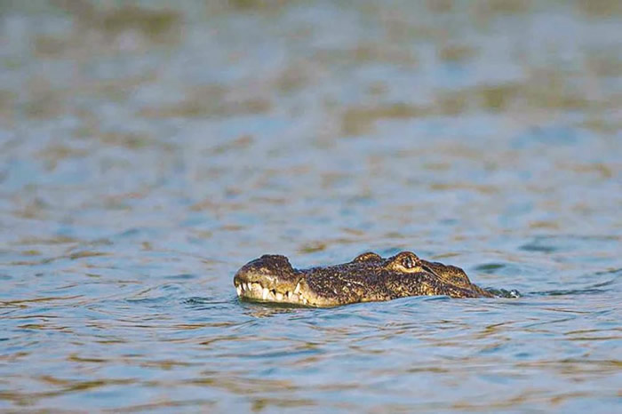 ӡ��һ���ںӱ�ϴ�ֵĹ��˱���������̵�