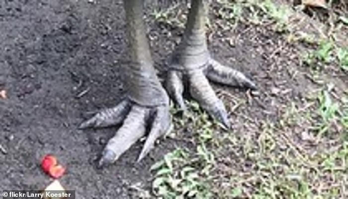 �����������������ˤ��������ԼҺ���Ϯ��ץ��