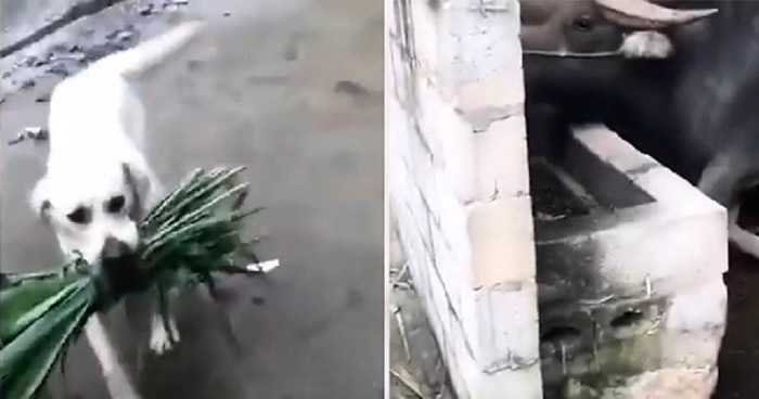 ӡ�������հ����ˮţ���ض��Ӻö� С�׹���һ���ݻ��������ѡ��ͷ���