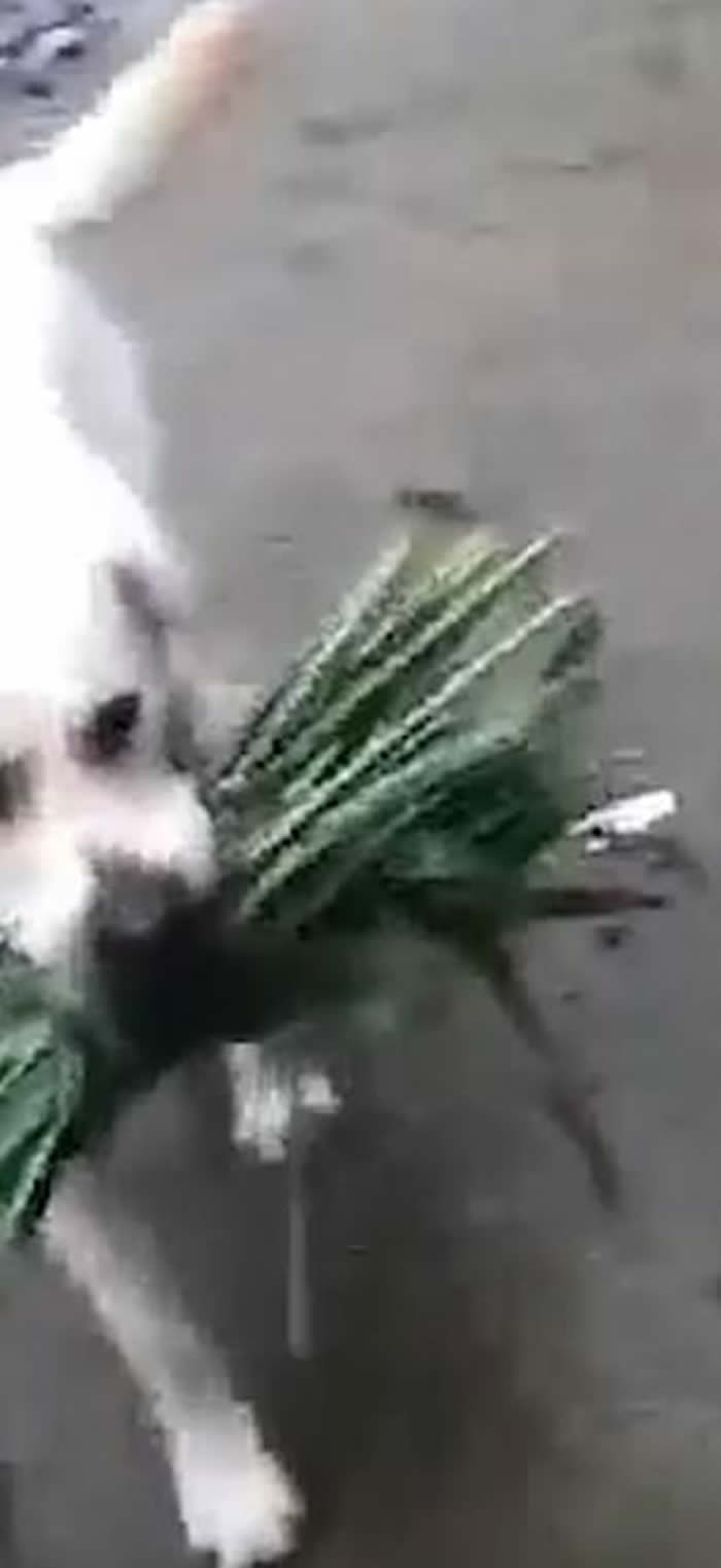 ӡ�������հ����ˮţ���ض��Ӻö� С�׹���һ���ݻ��������ѡ��ͷ���