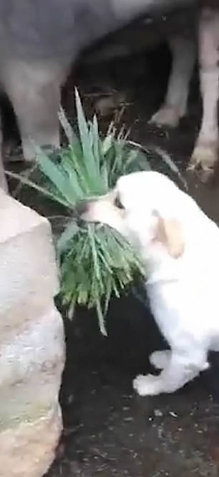 ӡ�������հ����ˮţ���ض��Ӻö� С�׹���һ���ݻ��������ѡ��ͷ���