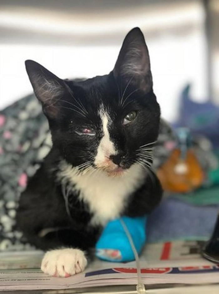 波比的右眼明显瘀血,幸好伤势不重,很快就康复了。