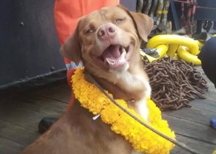 狗狗的情况已见改善,并展现笑容。