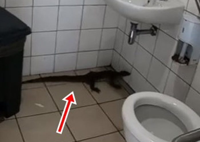 �Ϸǵ°��м���վ������һֻ���޺Ӿ��ᴳ��