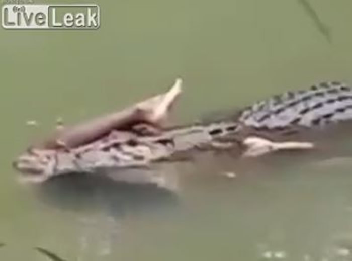 巴西有人拍到一条鳄鱼叼着人腿在河里悠游