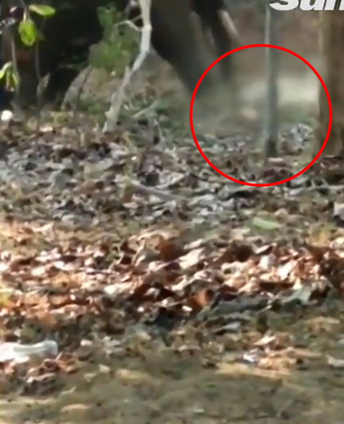 印度饲养员只顾喝酒忘了喂食 被饥饿大象暴怒攻击当场被踩死