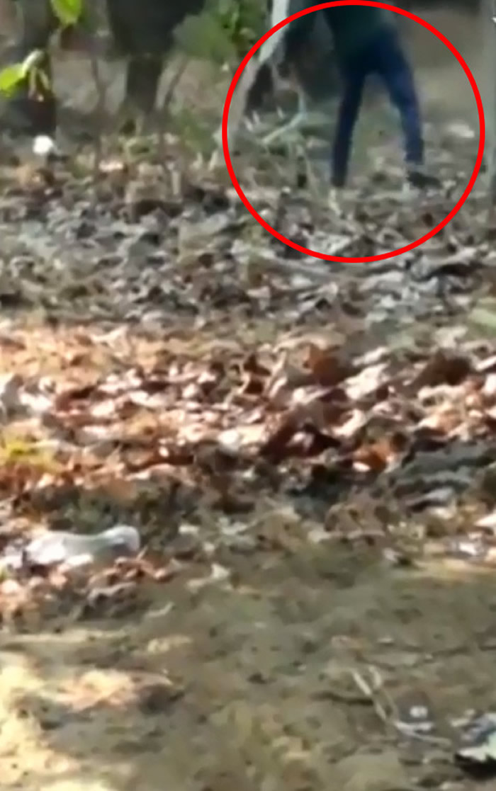 印度饲养员只顾喝酒忘了喂食 被饥饿大象暴怒攻击当场被踩死