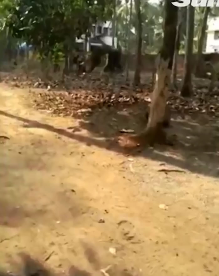 印度饲养员只顾喝酒忘了喂食 被饥饿大象暴怒攻击当场被踩死