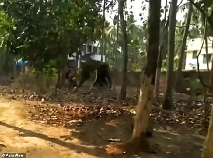 印度饲养员只顾喝酒忘了喂食 被饥饿大象暴怒攻击当场被踩死