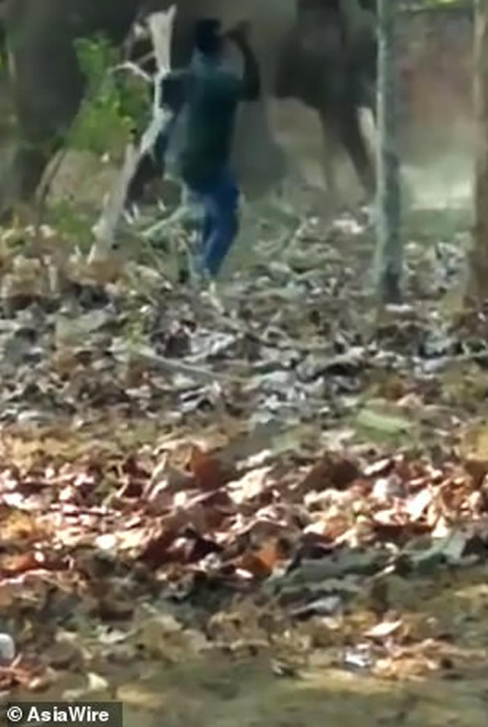 印度饲养员只顾喝酒忘了喂食 被饥饿大象暴怒攻击当场被踩死