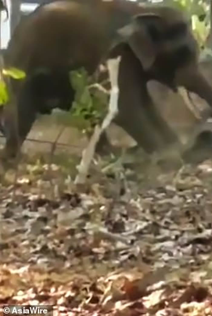 印度饲养员只顾喝酒忘了喂食 被饥饿大象暴怒攻击当场被踩死