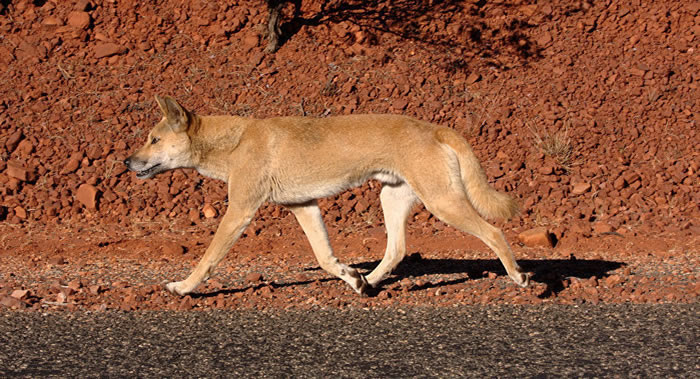 �Ĵ��������Ӵ�һȺҰ����Ӫ�ȳ��Լ�14���´�ĺ���