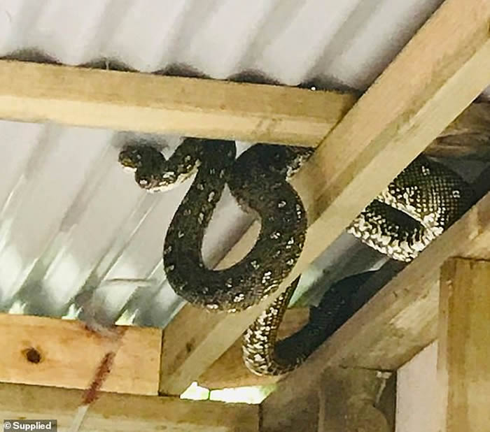 澳洲悉尼女子宠物猫失踪2个月 抬头惊见屋顶盘踞着的“钻石蟒蛇”恍然大悟