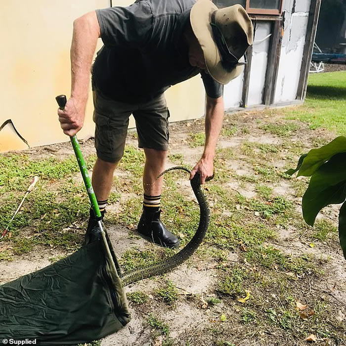 澳洲悉尼女子宠物猫失踪2个月 抬头惊见屋顶盘踞着的“钻石蟒蛇”恍然大悟