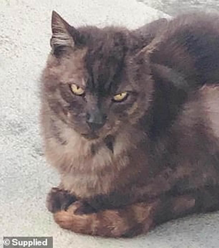 澳洲悉尼女子宠物猫失踪2个月 抬头惊见屋顶盘踞着的“钻石蟒蛇”恍然大悟