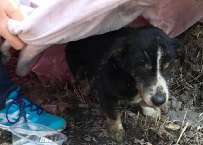 迪克独力从墓穴爬出生天。