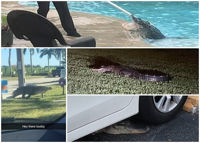 ����4�½��伾�� ����ȫ�湥ռ�������������