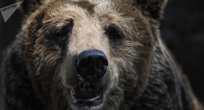 俄罗斯最危险的五种动物:棕熊、灰狼、野猪、蝰蛇和间斑寇蛛