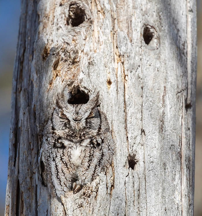 ô̫ӲеǱĵľˡαװèͷӥƬ