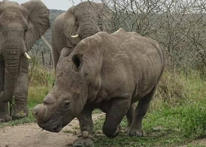 南非夸祖鲁-纳塔尔省私人野生动物园单身犀牛进入发情期 园方网上募款买“女友”