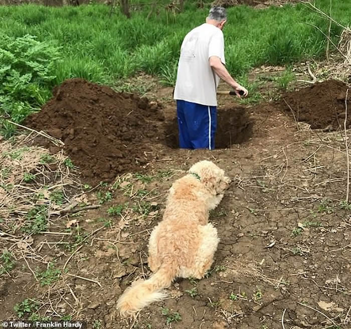 场面令人心碎:美国兽医误诊要安乐死 狗狗伏在旁看主人为自己挖坟