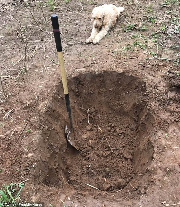 场面令人心碎:美国兽医误诊要安乐死 狗狗伏在旁看主人为自己挖坟