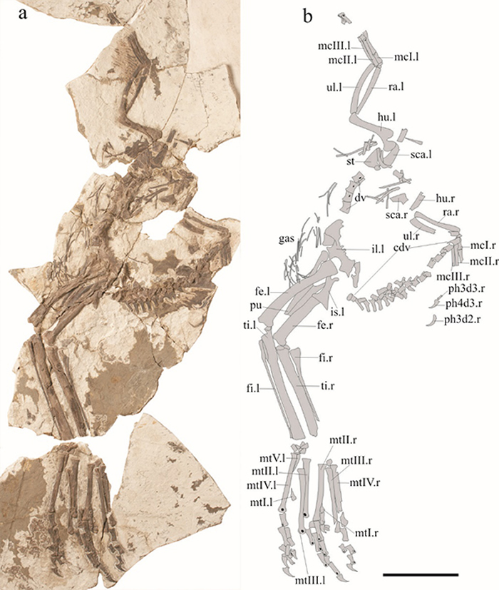 Xingtianosaurus ganqiͱ걾ͼ10 cmͼ