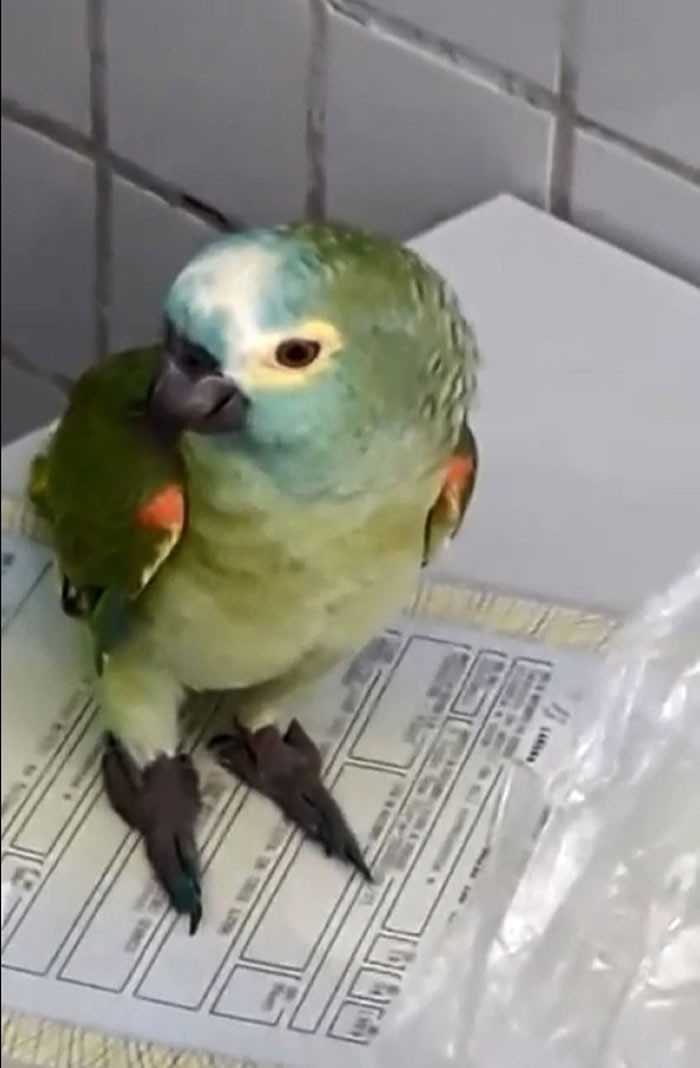 ������������һֻ�������������� �����ڱ������һ�仰Ҳ��˵��