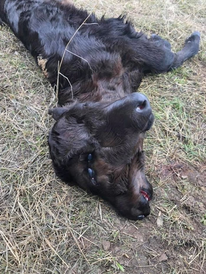 �����ɴ�����ũ������˫ͷţ��