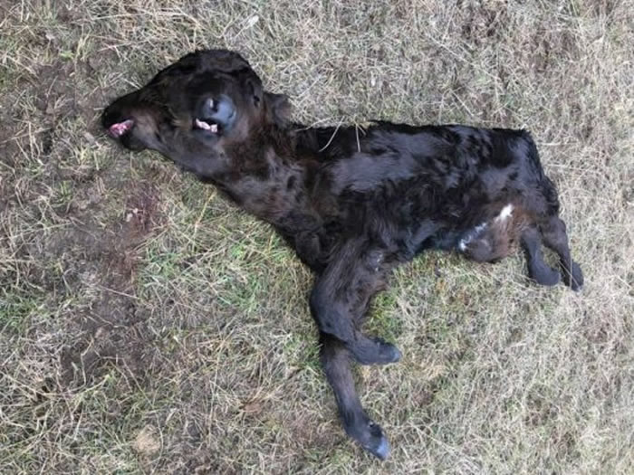 �����ɴ�����ũ������˫ͷţ��