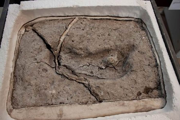 智利南部发现1.56万年前人类脚印化石 是美洲发现的最古老人类足迹