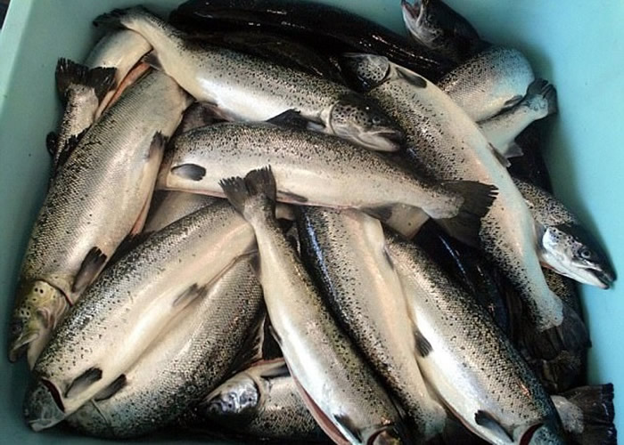 �ո���Ұ�������㲶�������½�����1952�������ˮƽ