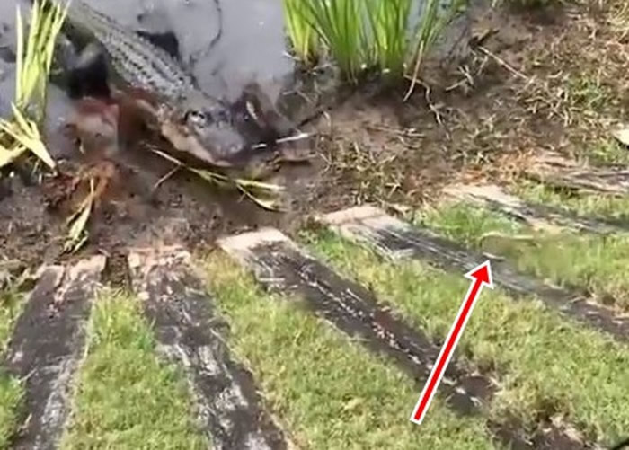 ����·��˹�������°¶����������߶�����Ӣ�� ��������ɱС����������