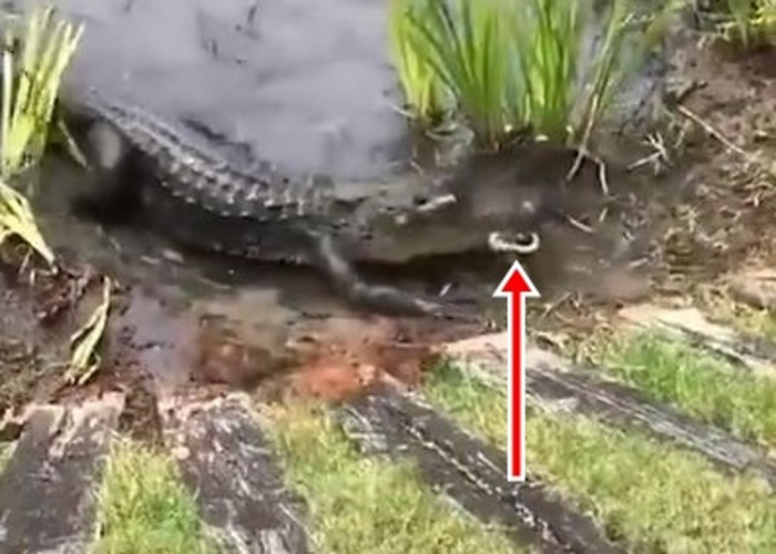 ����·��˹�������°¶����������߶�����Ӣ�� ��������ɱС����������