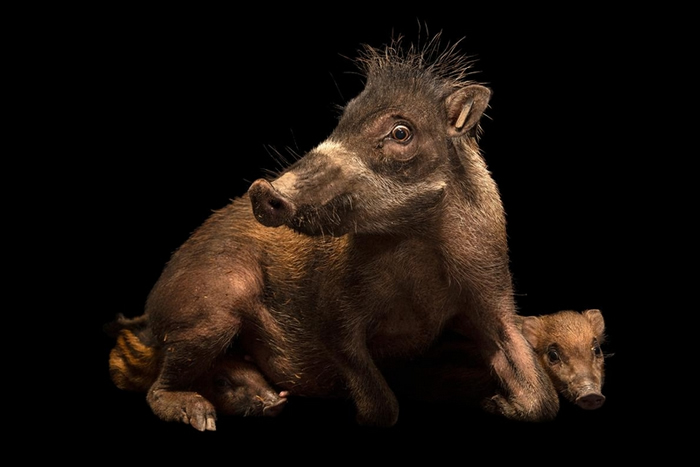 ǾëҰڸ˹֡ ĸһ¶ֻ̡ PHOTOGRAPH BY JOEL SARTORE, NATIONAL GEOGRAPHIC PH