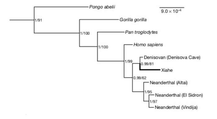 ĺǹŵ׵ϵͳλãɼΪӽǵĵˣDenisovans