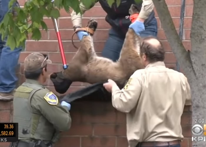 ��������ʥ��ɯ�ٻ���˾��Ļ��Ծ�Ȼ����һͷ����ʨ