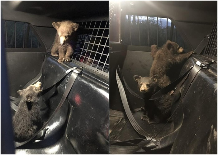 С���ھ������������£�ʮ�ֻ��á�