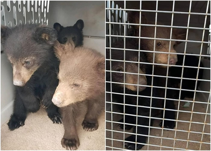 С���º�ᱻ�Ź�Ұ�⡣