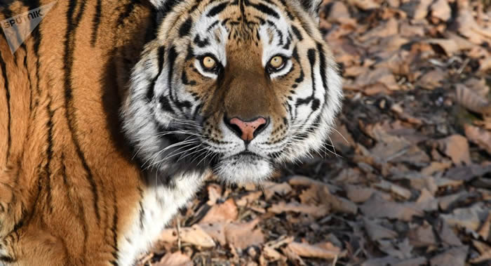 ���Ϲ���������Ժ���̬ϵͳ�����������ѧ-����ƽ̨���������� �����ֶ�ֲ�����������в