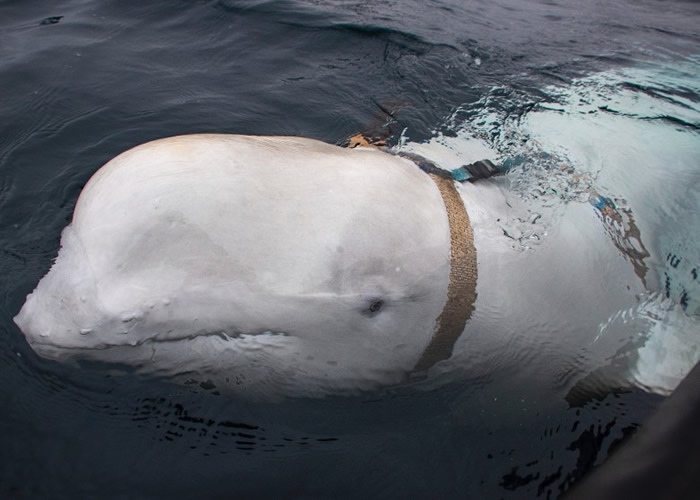 ŲΪİ׾ רһɿܹ˹ѵ