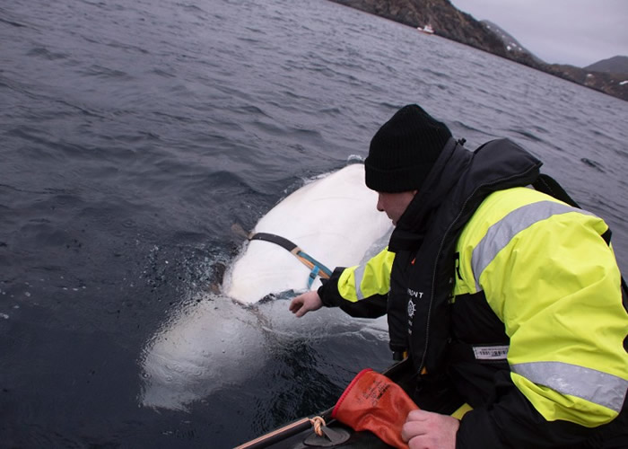 ŲΪİ׾ רһɿܹ˹ѵ