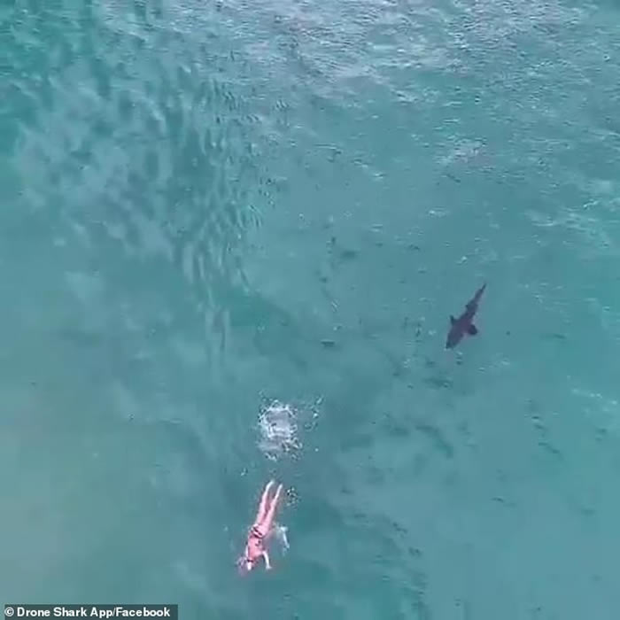 澳洲悉尼邦迪沙滩航拍机摄惊险一幕 沙虎鲨放弃身旁大群三文鱼快速尾随畅泳女子