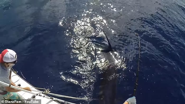 美国渔民花8小时钓起343公斤巨型剑鱼 刷新佛罗里达州纪录