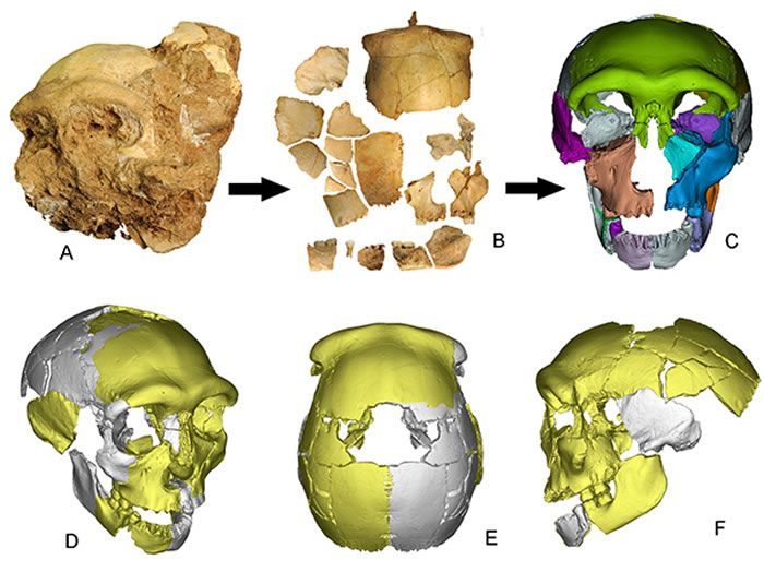 安徽东至华龙洞出土的人类头骨化石。
