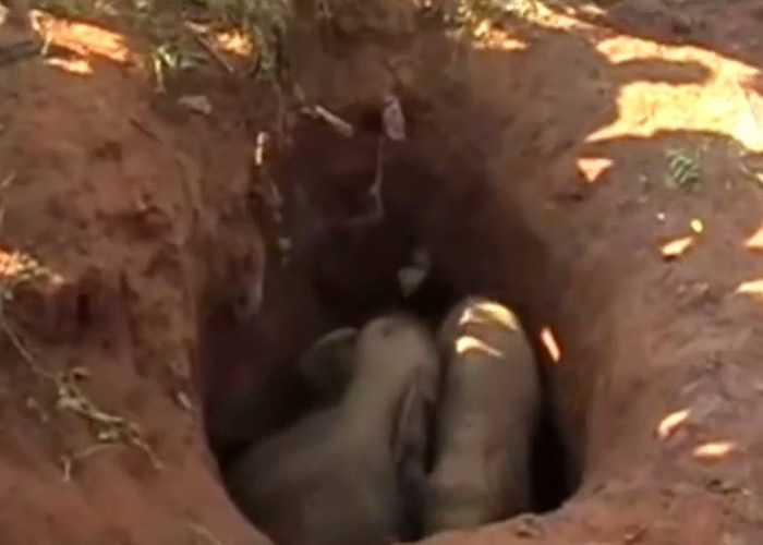 ��ֻС�������խ��ӡ�