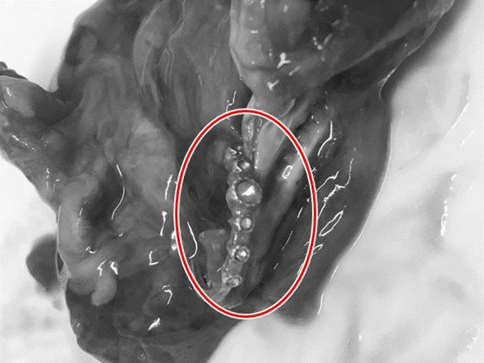 钻戒(红圈)被发现时,就是这样深藏在鱼肠内。