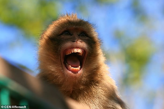 德国图林根州松德尔斯豪森镇动物园猴王Cornelius性功能障碍 惨遭同族猴兄弟暴打