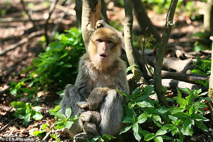 德国图林根州松德尔斯豪森镇动物园猴王Cornelius性功能障碍 惨遭同族猴兄弟暴打