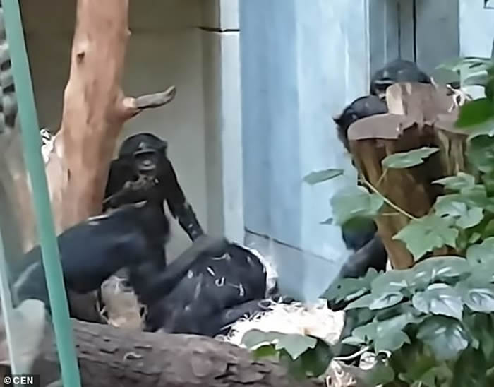 德国图林根州松德尔斯豪森镇动物园猴王Cornelius性功能障碍 惨遭同族猴兄弟暴打